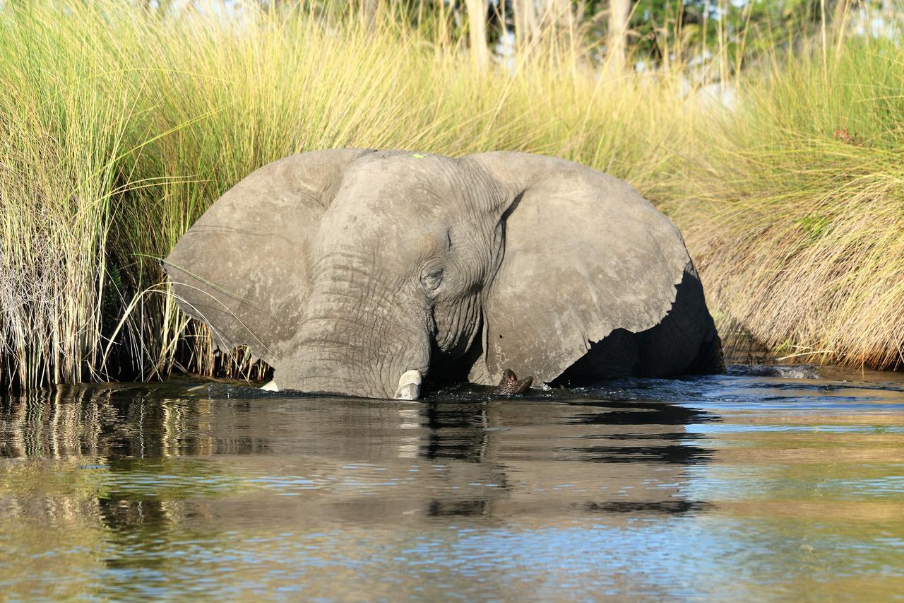 Island Safari Lodge Maun Bagian luar foto