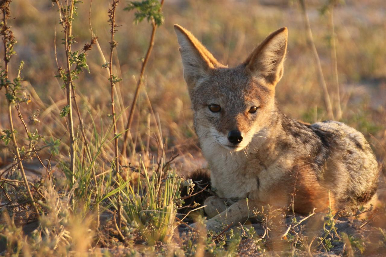 Island Safari Lodge Maun Bagian luar foto