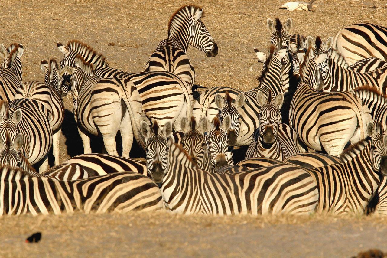 Island Safari Lodge Maun Bagian luar foto