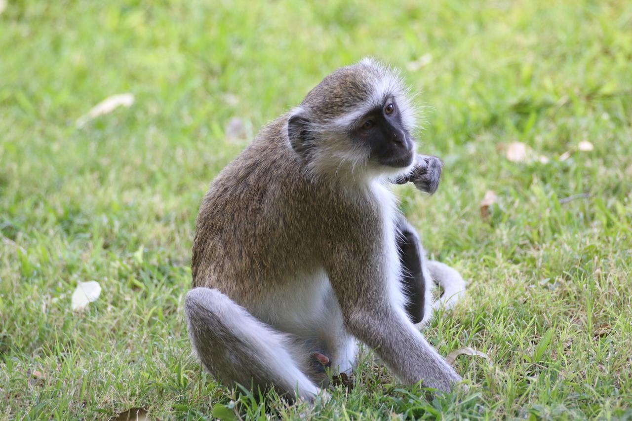 Island Safari Lodge Maun Bagian luar foto