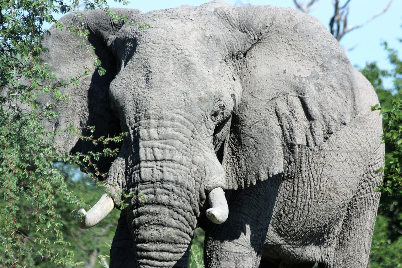 Island Safari Lodge Maun Ruang foto