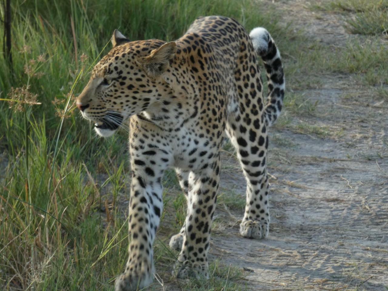 Island Safari Lodge Maun Bagian luar foto