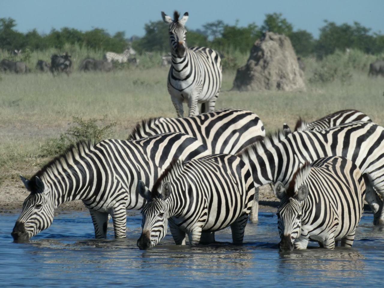 Island Safari Lodge Maun Bagian luar foto